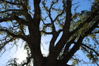 Quercia Filangeri